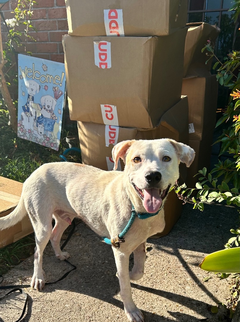Enlarge Ricky, a Adoptable Labrador Retriever in Dallas, TX image 2/4
