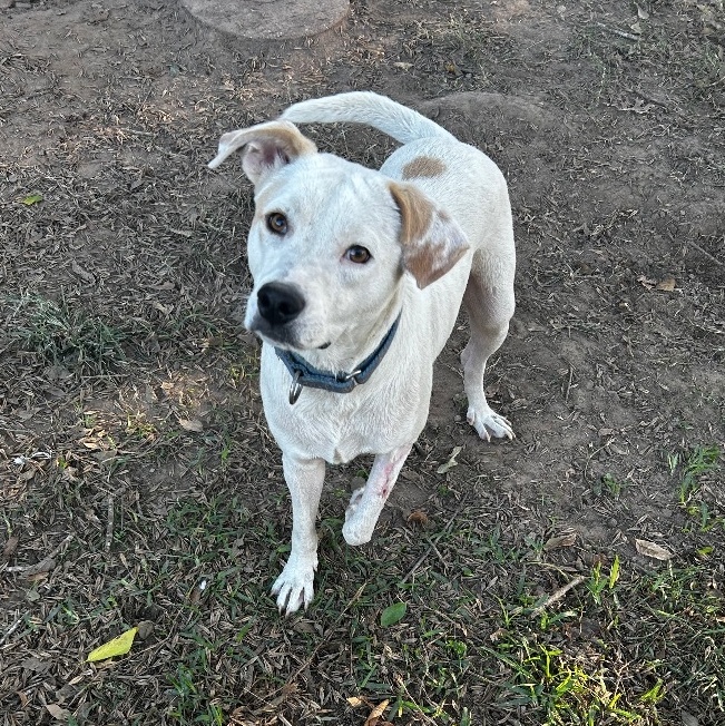 Ricky, Adoptable, Adult Male Labrador Retriever.