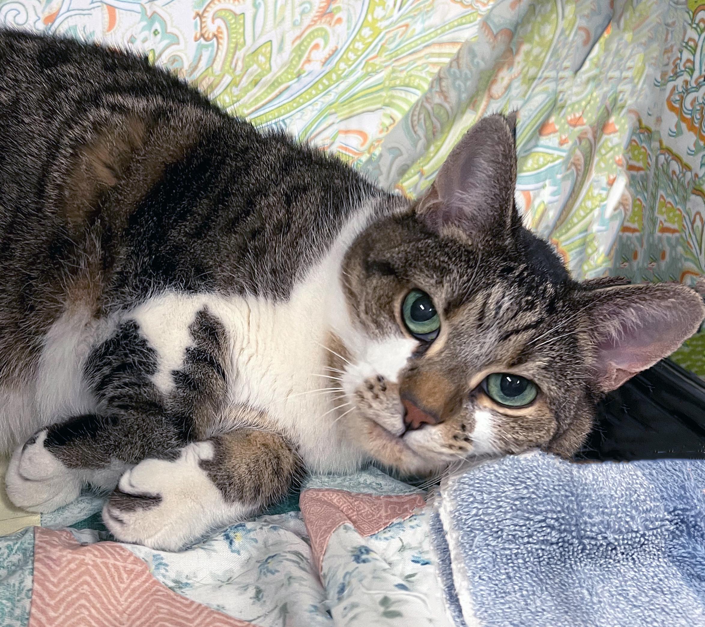 Prue, ADOPTABLE, Senior Female Domestic Short Hair.