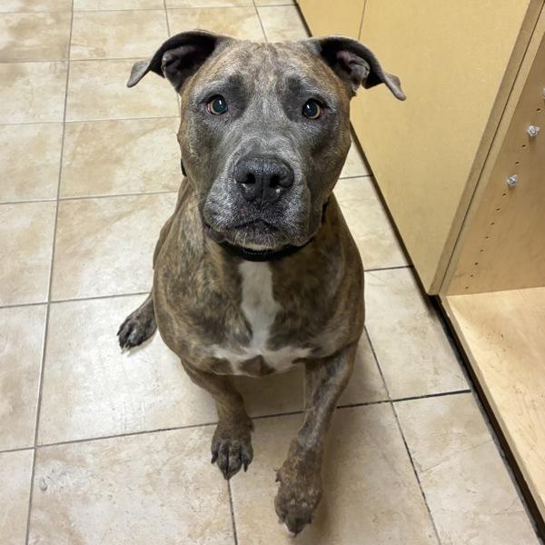 Enlarge Stockton (mcas), a Adoptable mixed breed in Troutdale, OR image 1/1