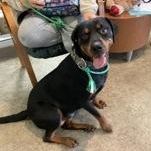 Shadow 59963064, ADOPTABLE, Young Female Rottweiler.
