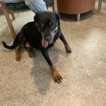 Enlarge Shadow 59963064, a ADOPTABLE Rottweiler in Harvey , LA image 3/3