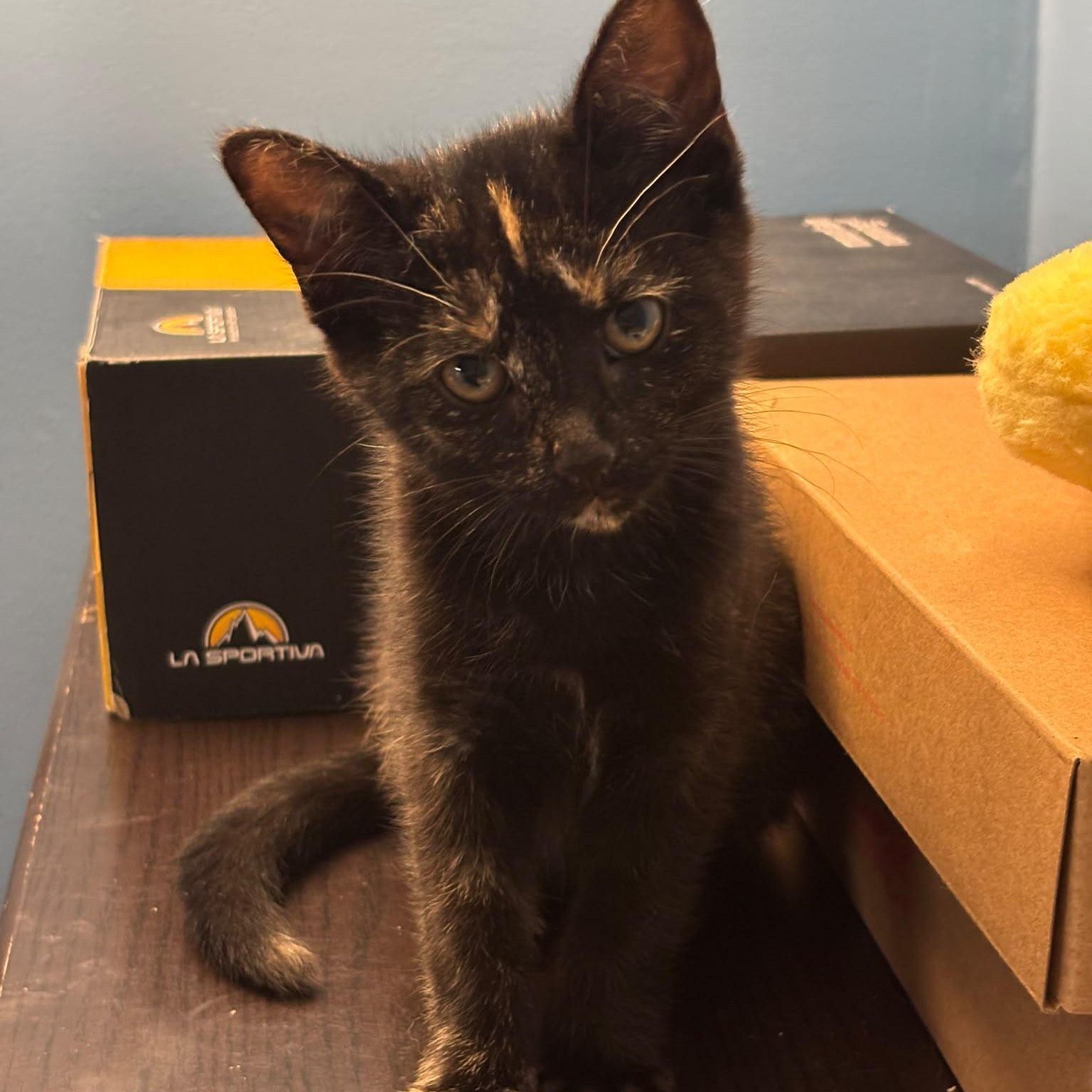Sally, an adopted Domestic Short Hair in Everett, ON image 3/6