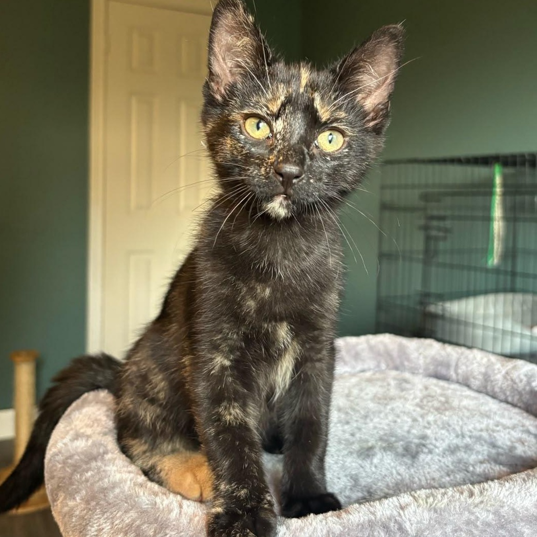 Sally, adopted, Kitten Female Domestic Short Hair.
