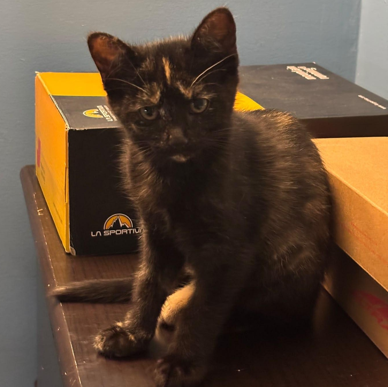 Sally, an adopted Domestic Short Hair in Everett, ON image 2/6