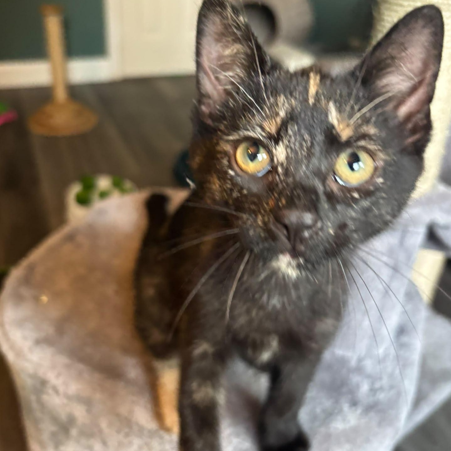 Sally, an adopted Domestic Short Hair in Everett, ON image 6/6