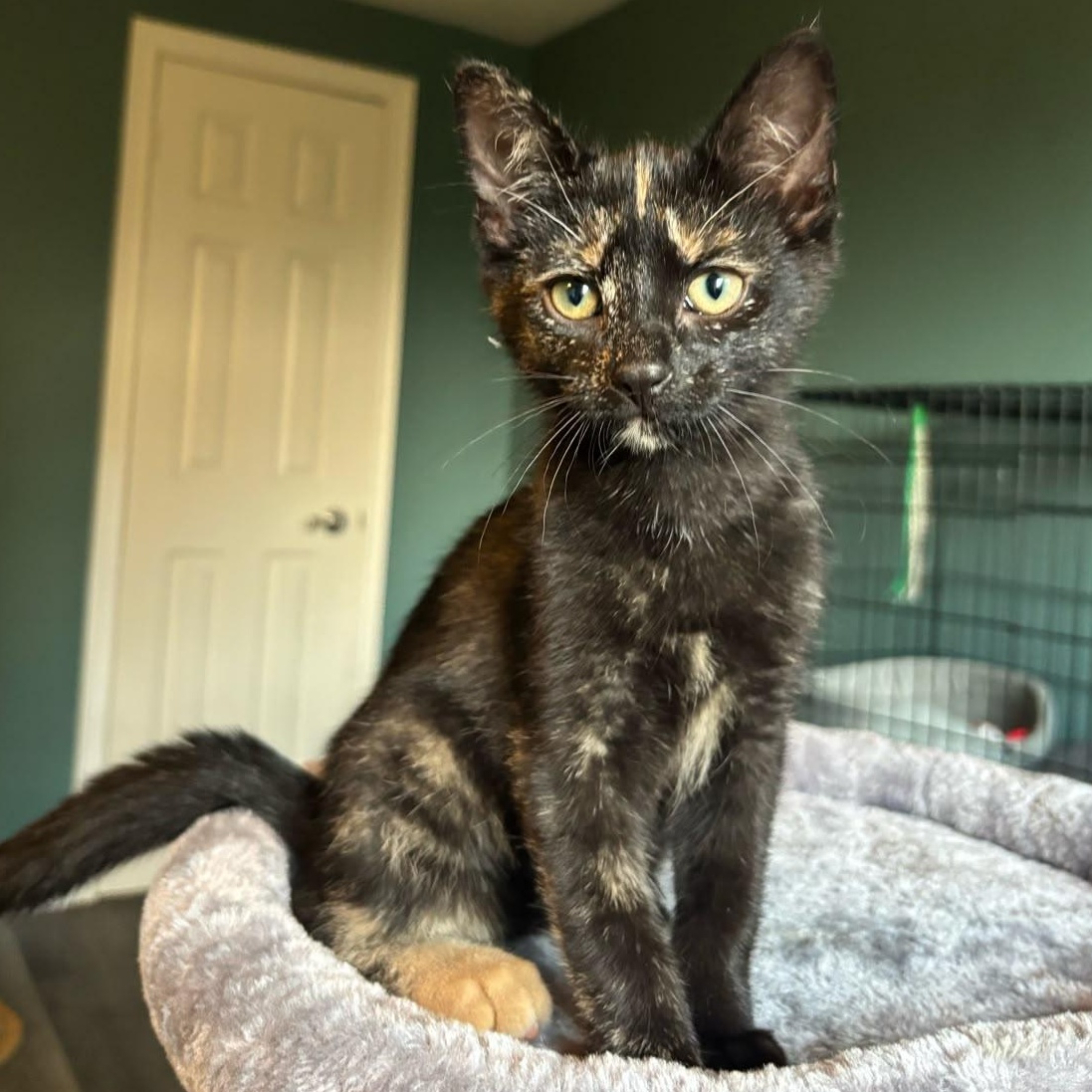 Sally, an adopted Domestic Short Hair in Everett, ON image 5/6