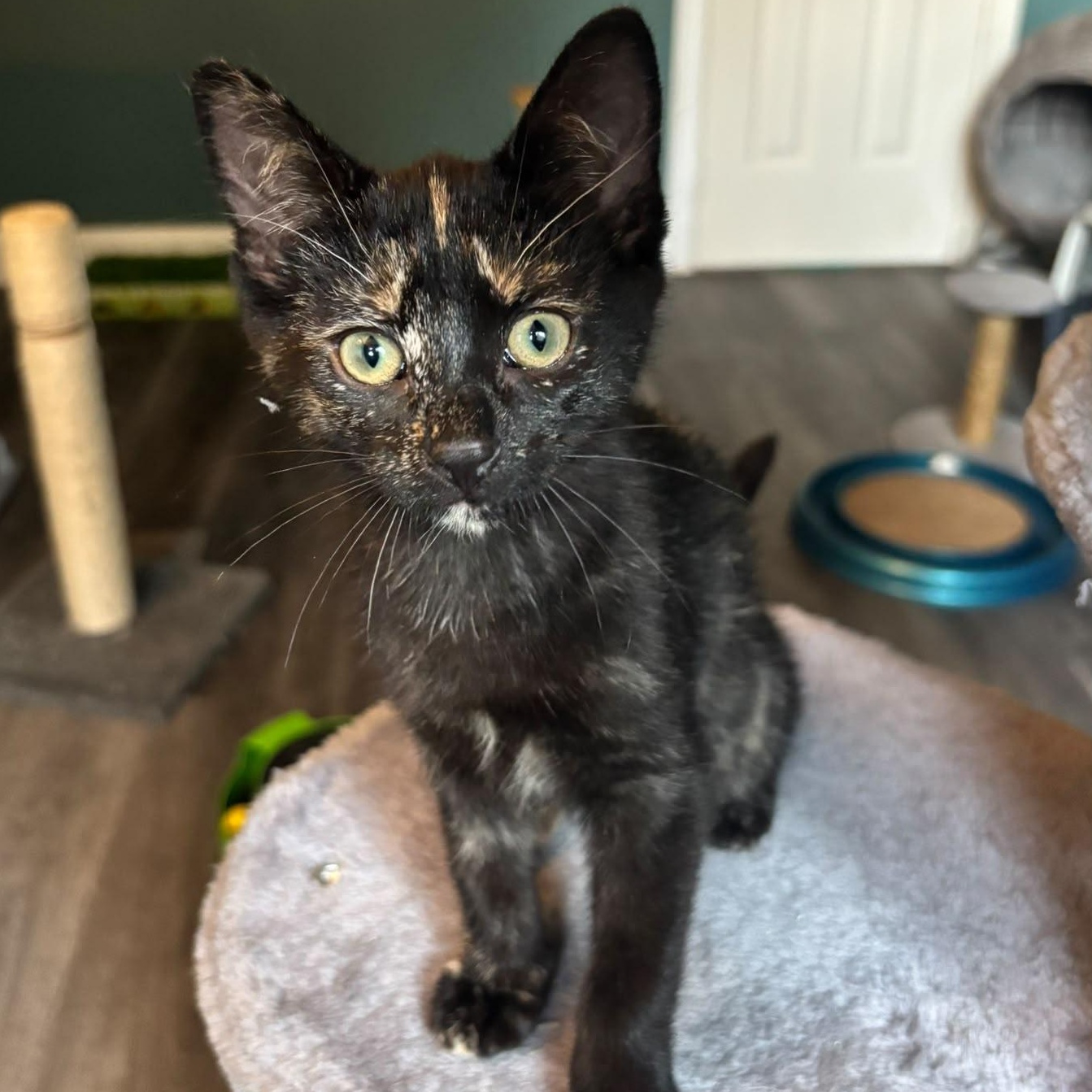 Sally, an adopted Domestic Short Hair in Everett, ON image 4/6