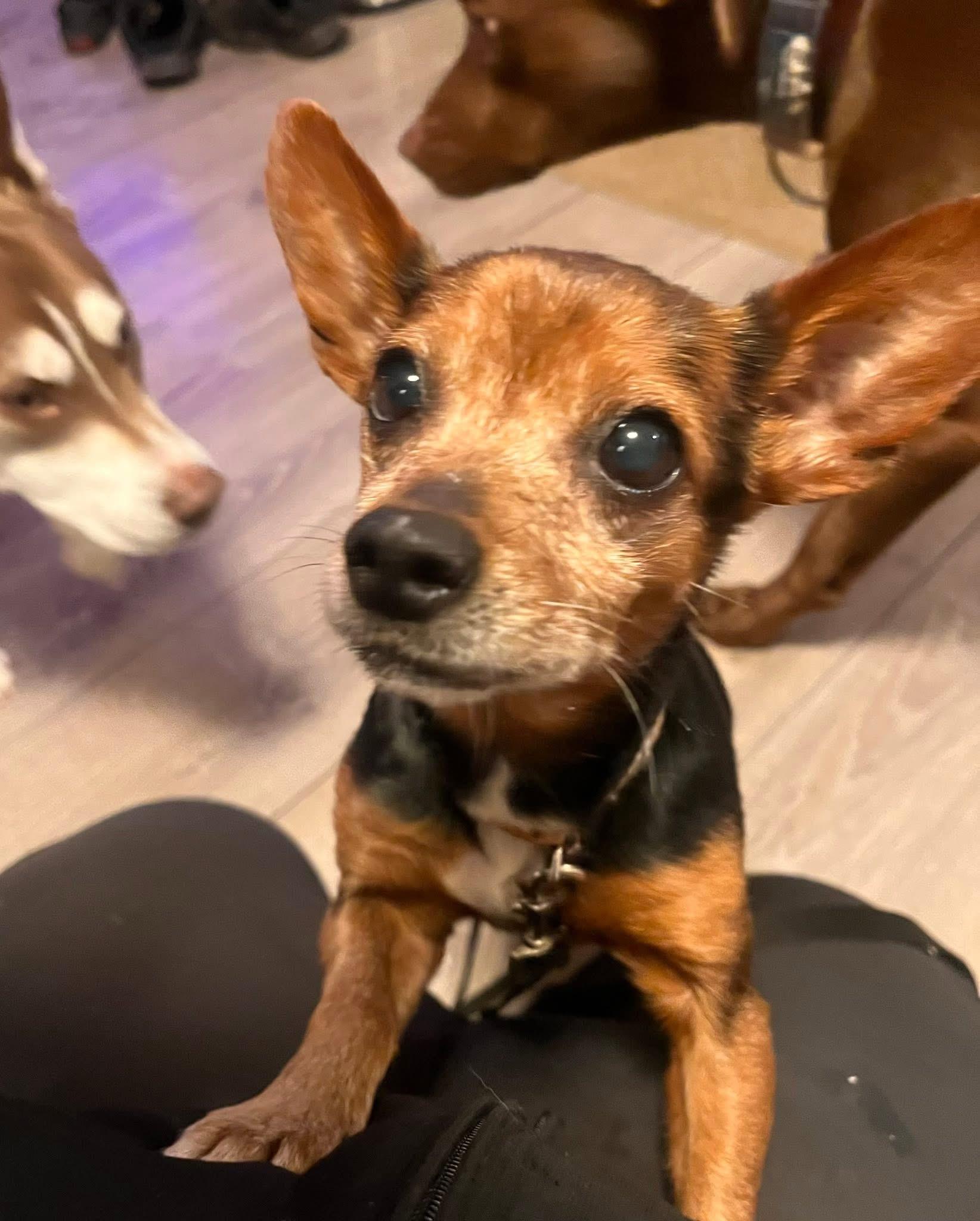 Fig , ADOPTABLE, Senior Female Chihuahua.
