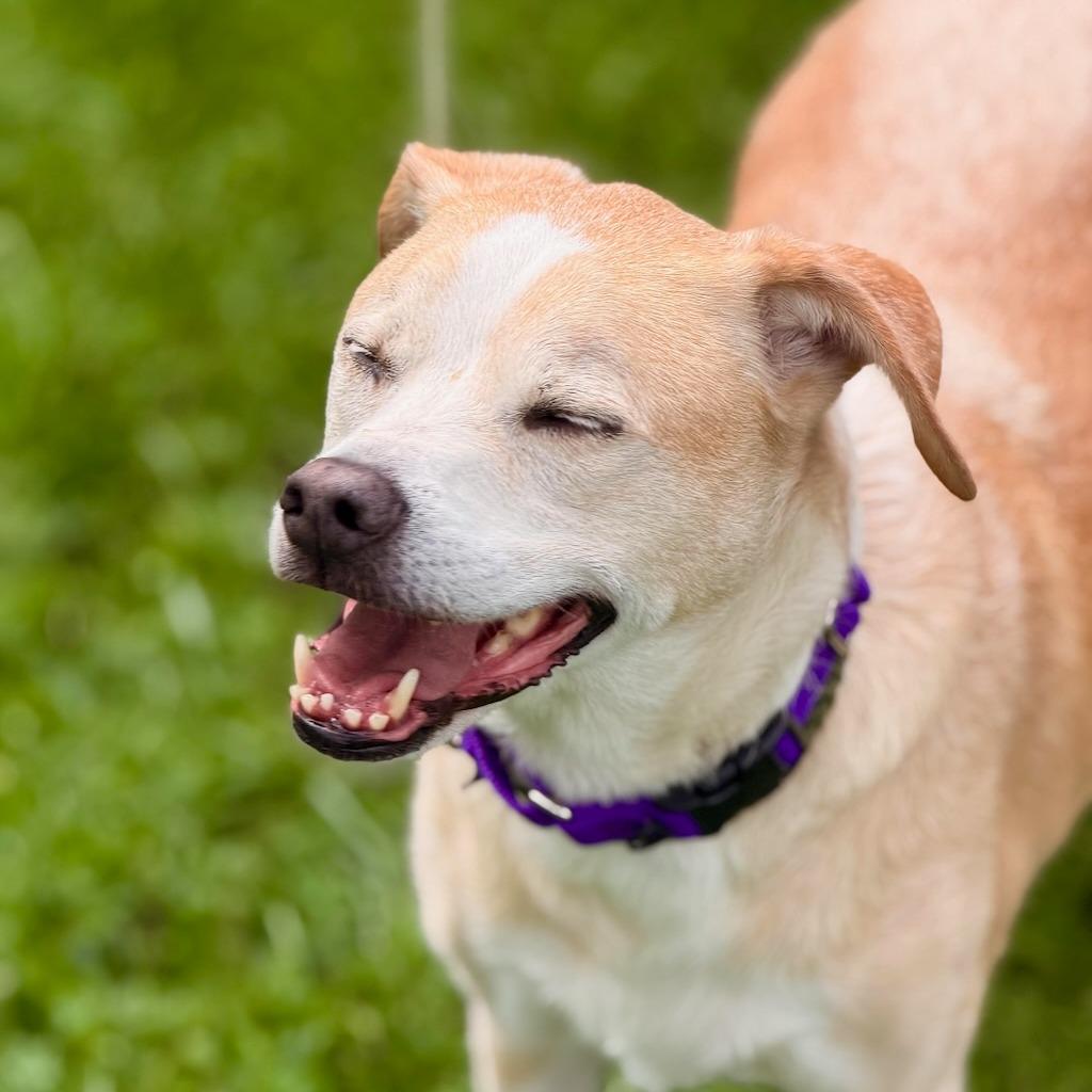 Gemini, Adoptable, Adult Male Yellow Labrador Retriever & Hound.