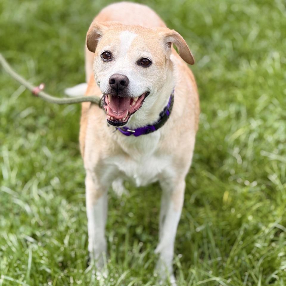 Enlarge Gemini, a Adoptable mixed breed in Sparta, NJ image 2/6