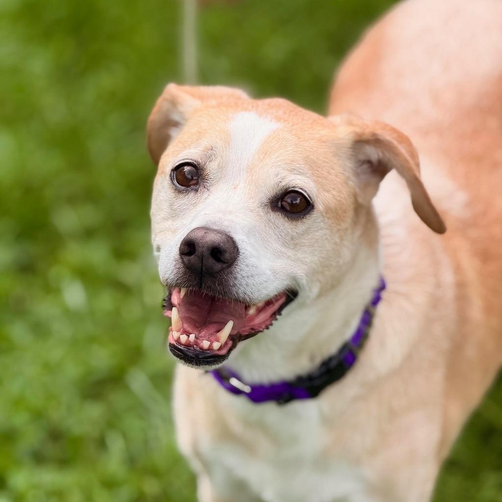 Enlarge Gemini, a Adoptable mixed breed in Sparta, NJ image 3/6