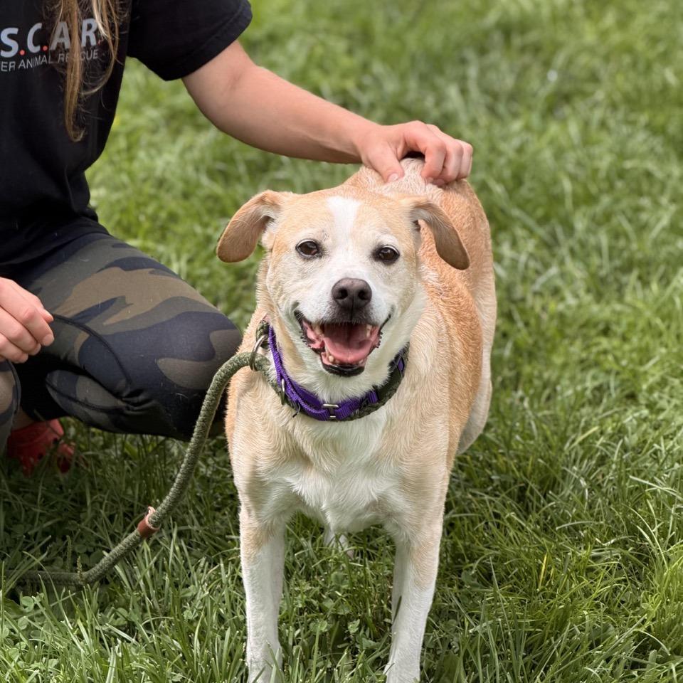 Enlarge Gemini, a Adoptable mixed breed in Sparta, NJ image 4/6