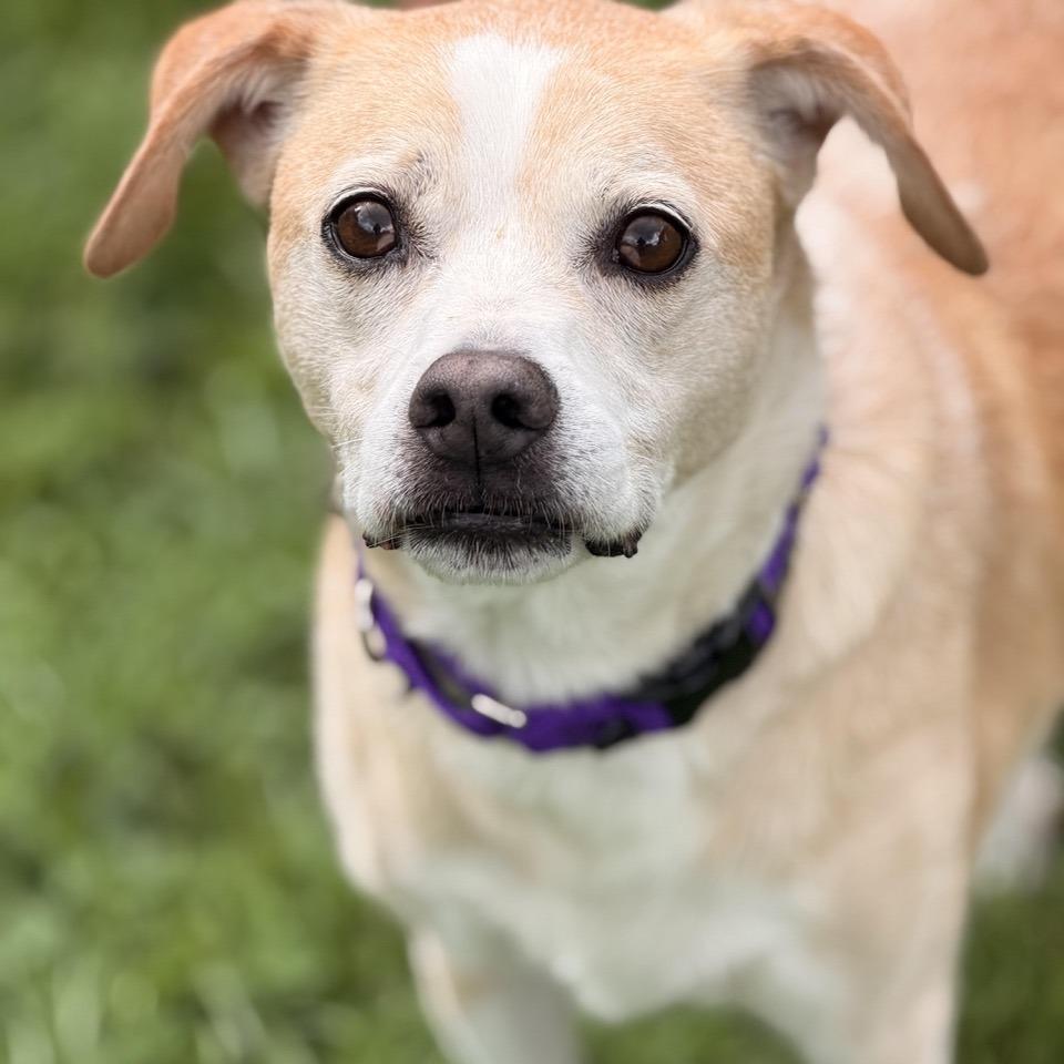 Enlarge Gemini, a Adoptable mixed breed in Sparta, NJ image 5/6