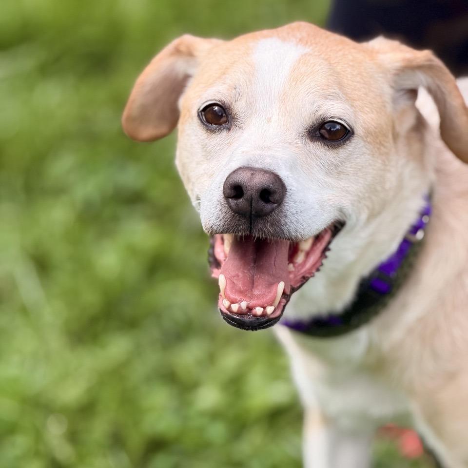 Enlarge Gemini, a Adoptable mixed breed in Sparta, NJ image 6/6