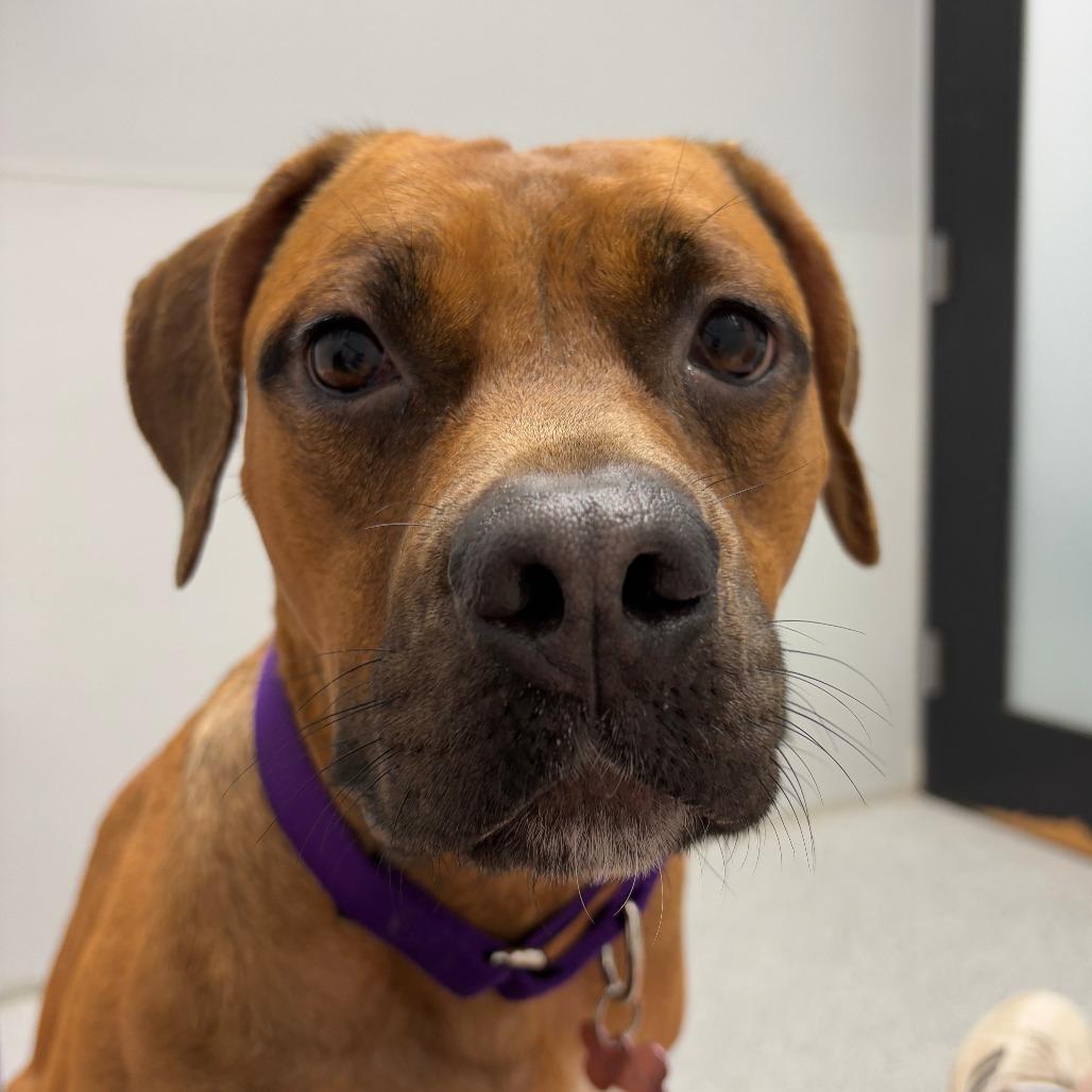 Enlarge Becky, an adopted mixed breed in Monticello, IA image 1/6