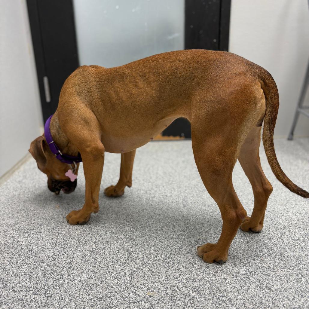 Enlarge Becky, an adopted mixed breed in Monticello, IA image 2/6