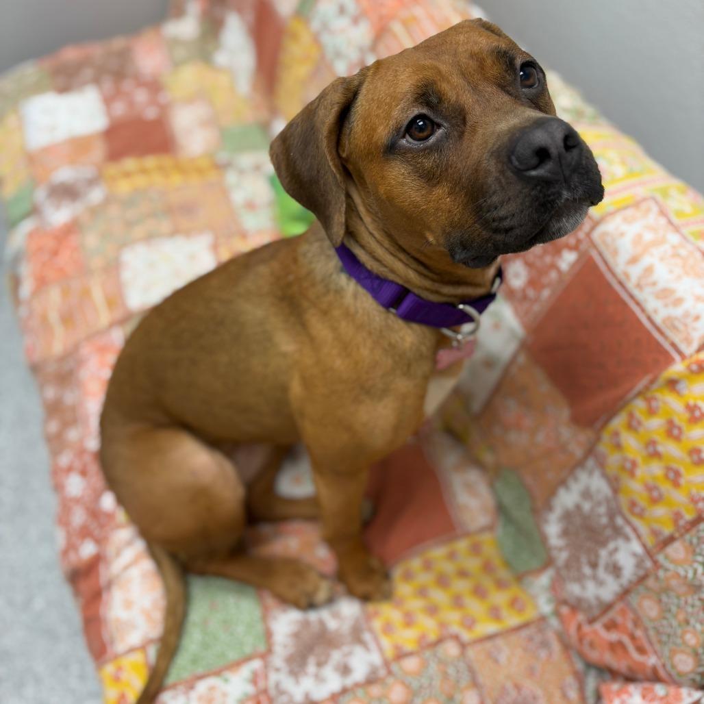 Enlarge Becky, an adopted mixed breed in Monticello, IA image 3/6