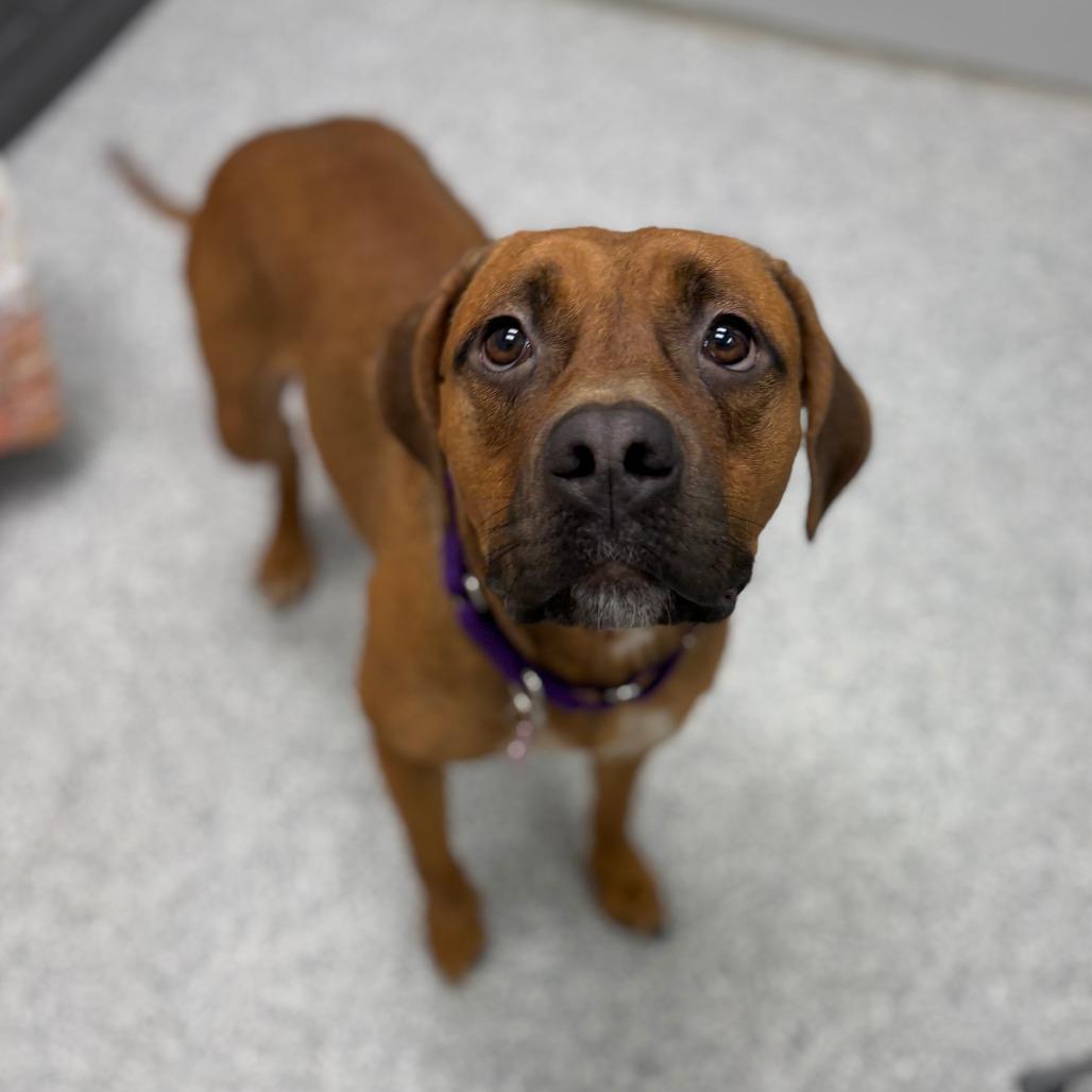 Enlarge Becky, an adopted mixed breed in Monticello, IA image 4/6