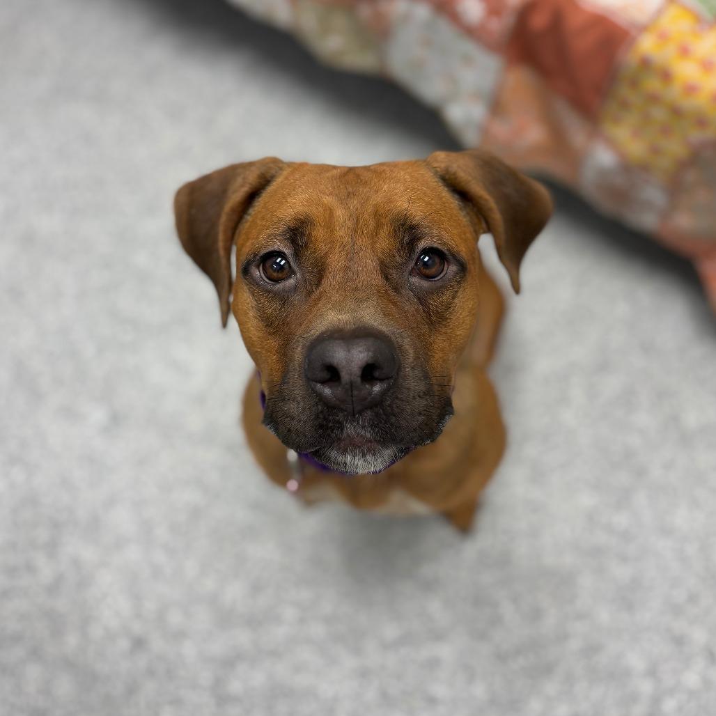 Enlarge Becky, an adopted mixed breed in Monticello, IA image 5/6