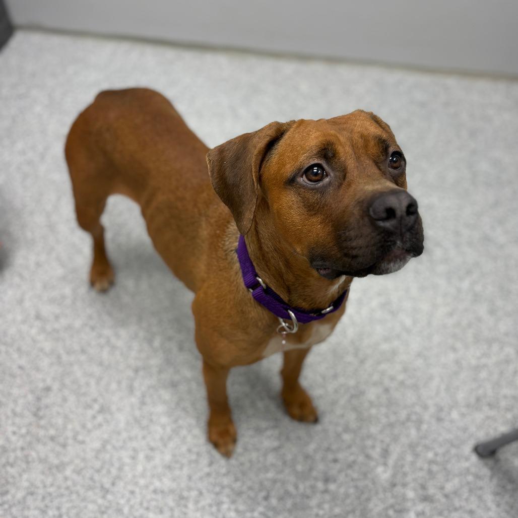 Enlarge Becky, an adopted mixed breed in Monticello, IA image 6/6