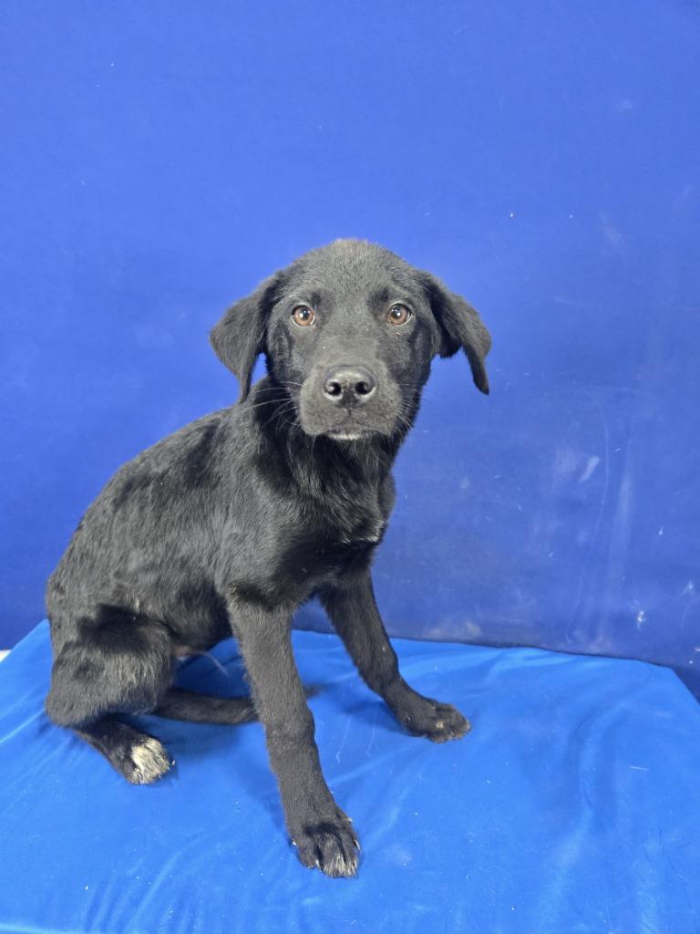 Rudolph, Adoptable, Young Male Shepherd & Labrador Retriever.