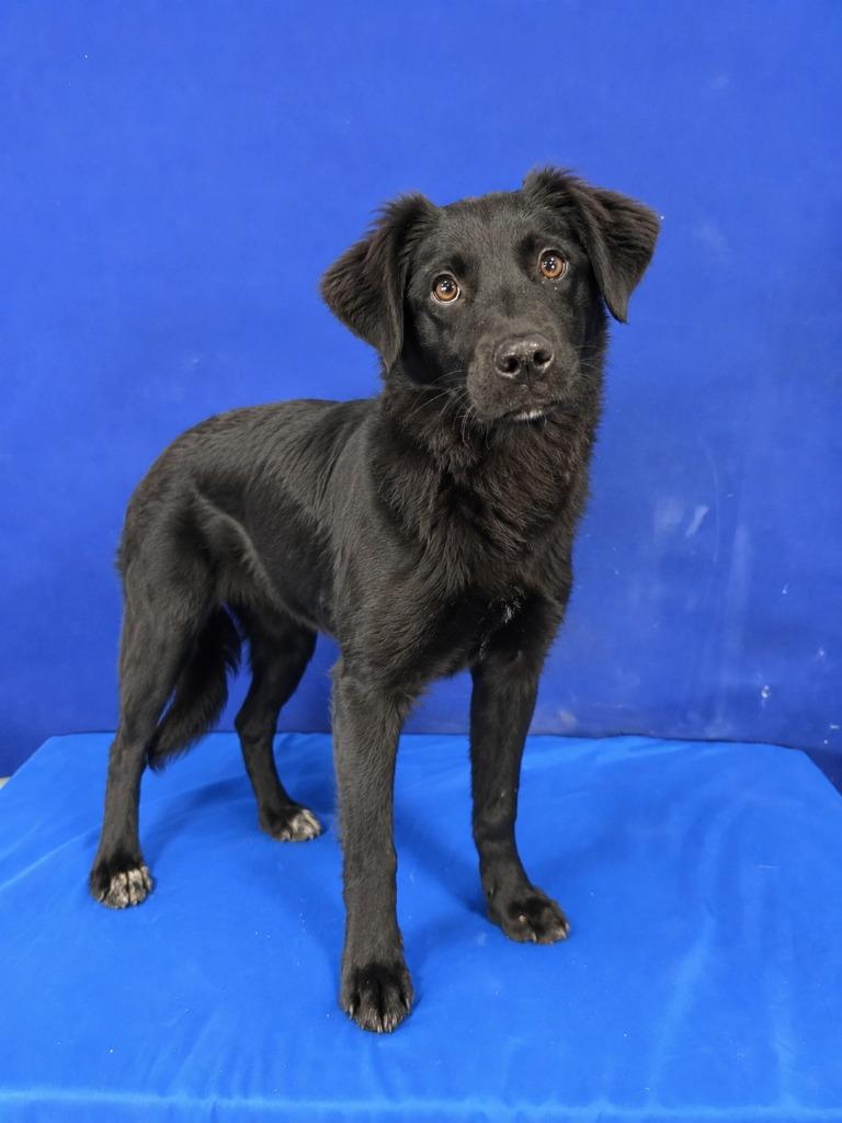 Enlarge Rudolph, a Adoptable mixed breed in Ruston, LA image 2/4