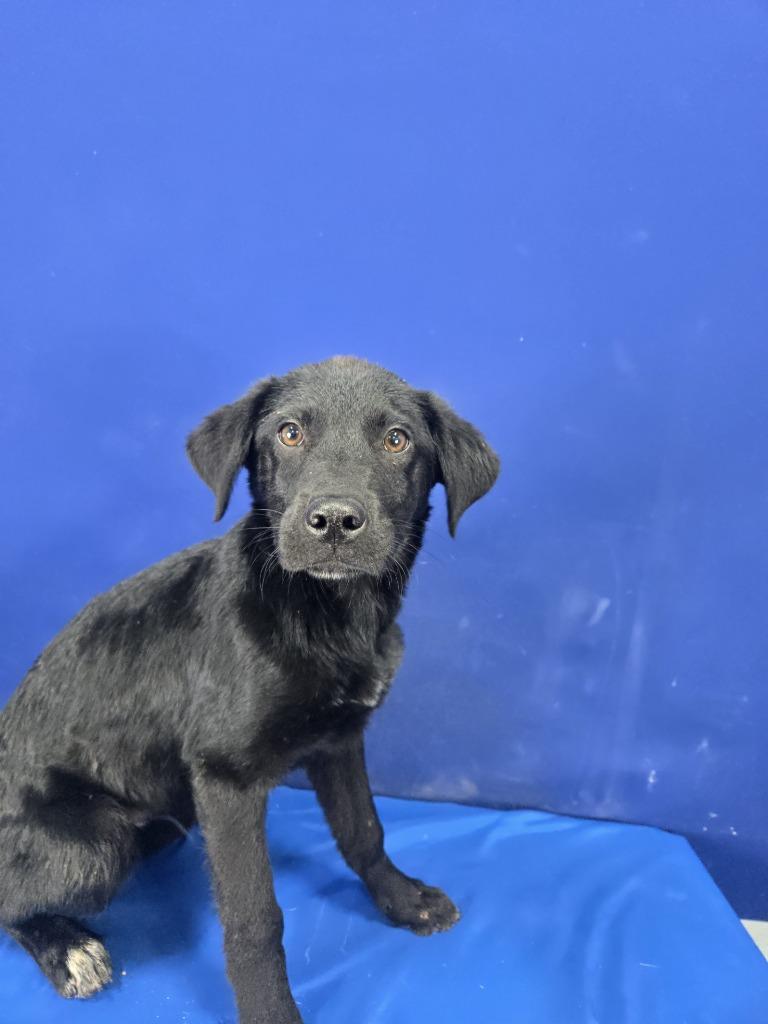 Enlarge Rudolph, a Adoptable mixed breed in Ruston, LA image 3/4