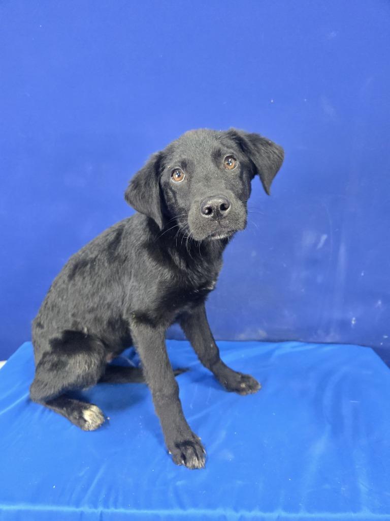 Enlarge Rudolph, a Adoptable mixed breed in Ruston, LA image 4/4