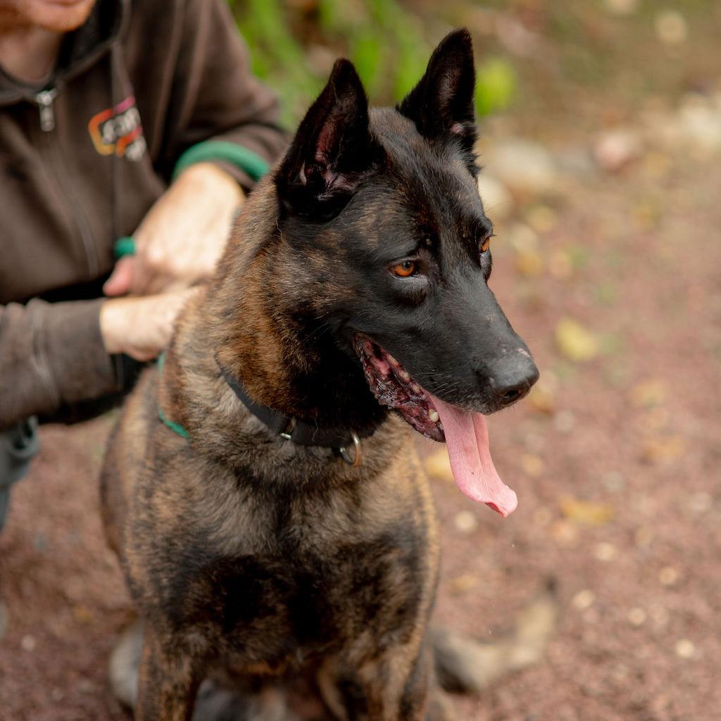 Enlarge Austin, a Adoptable Dutch Shepherd in Chester Springs, PA image 3/6