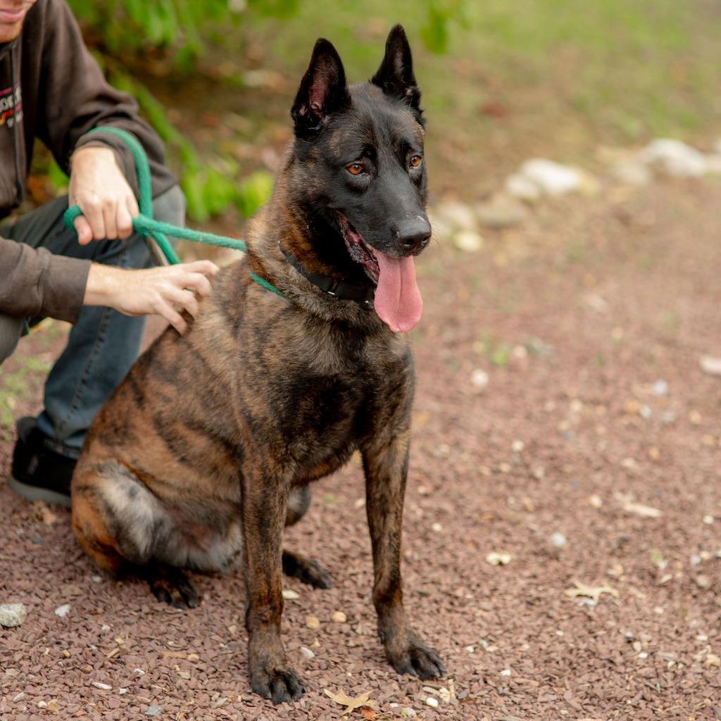 Enlarge Austin, a Adoptable Dutch Shepherd in Chester Springs, PA image 6/6