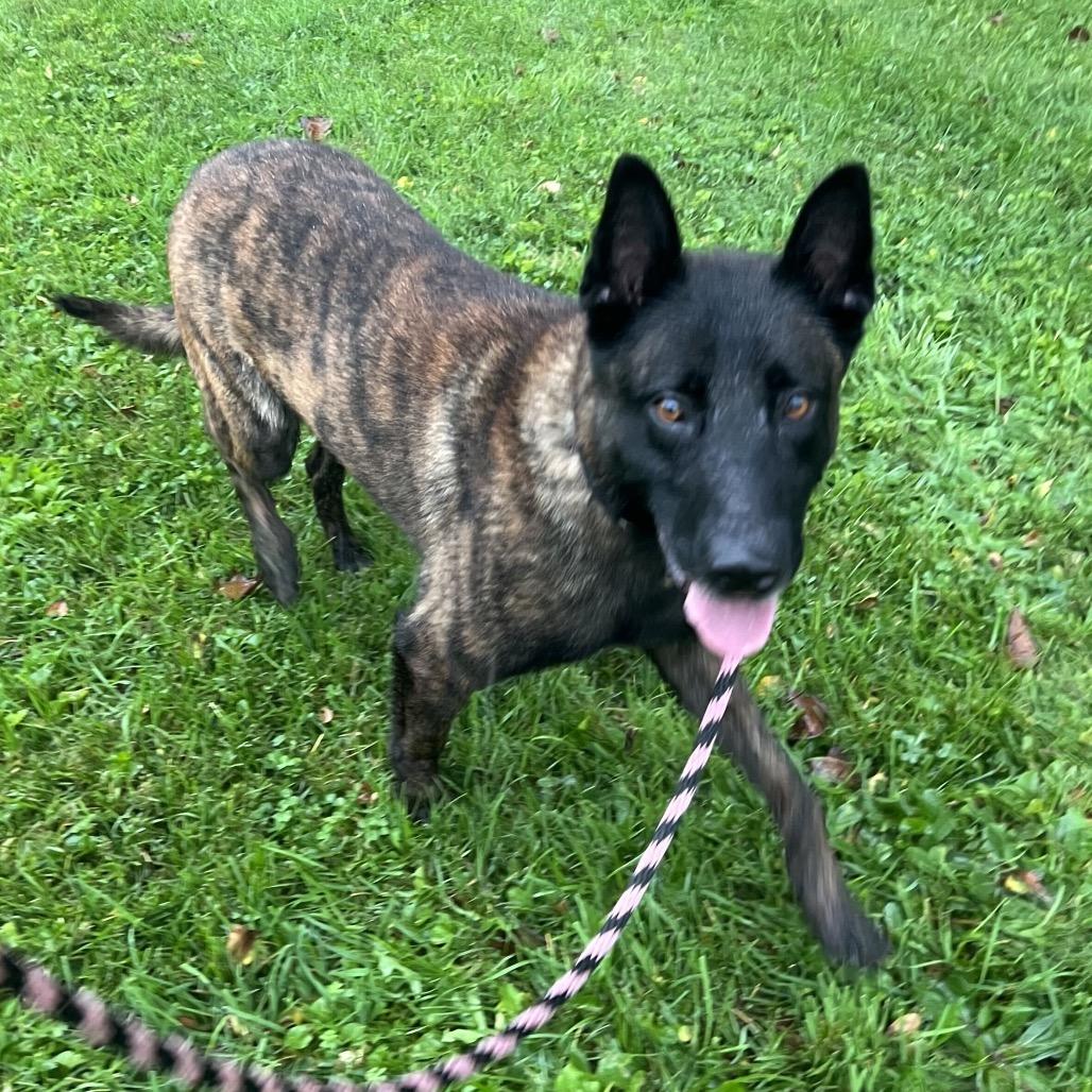Enlarge Austin, a Adoptable Dutch Shepherd in Chester Springs, PA image 5/6
