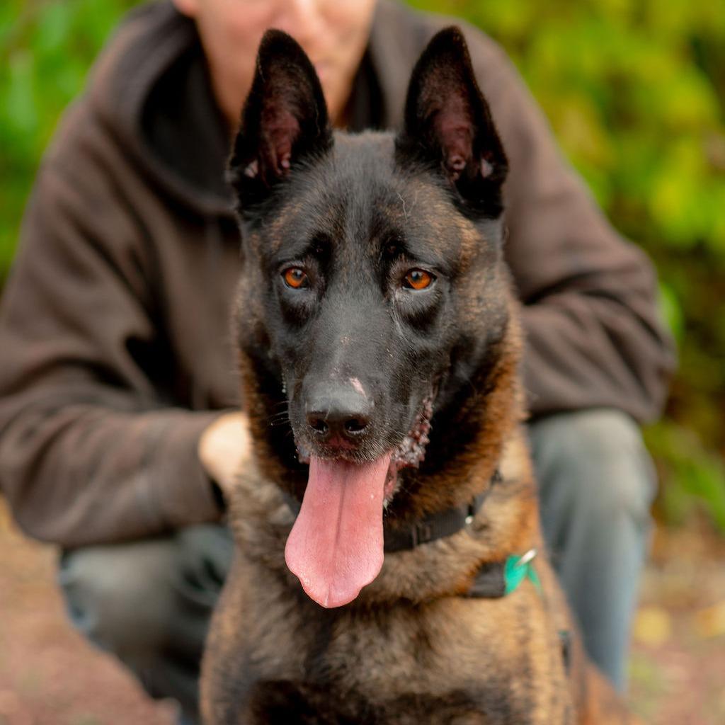 Enlarge Austin, a Adoptable Dutch Shepherd in Chester Springs, PA image 1/6