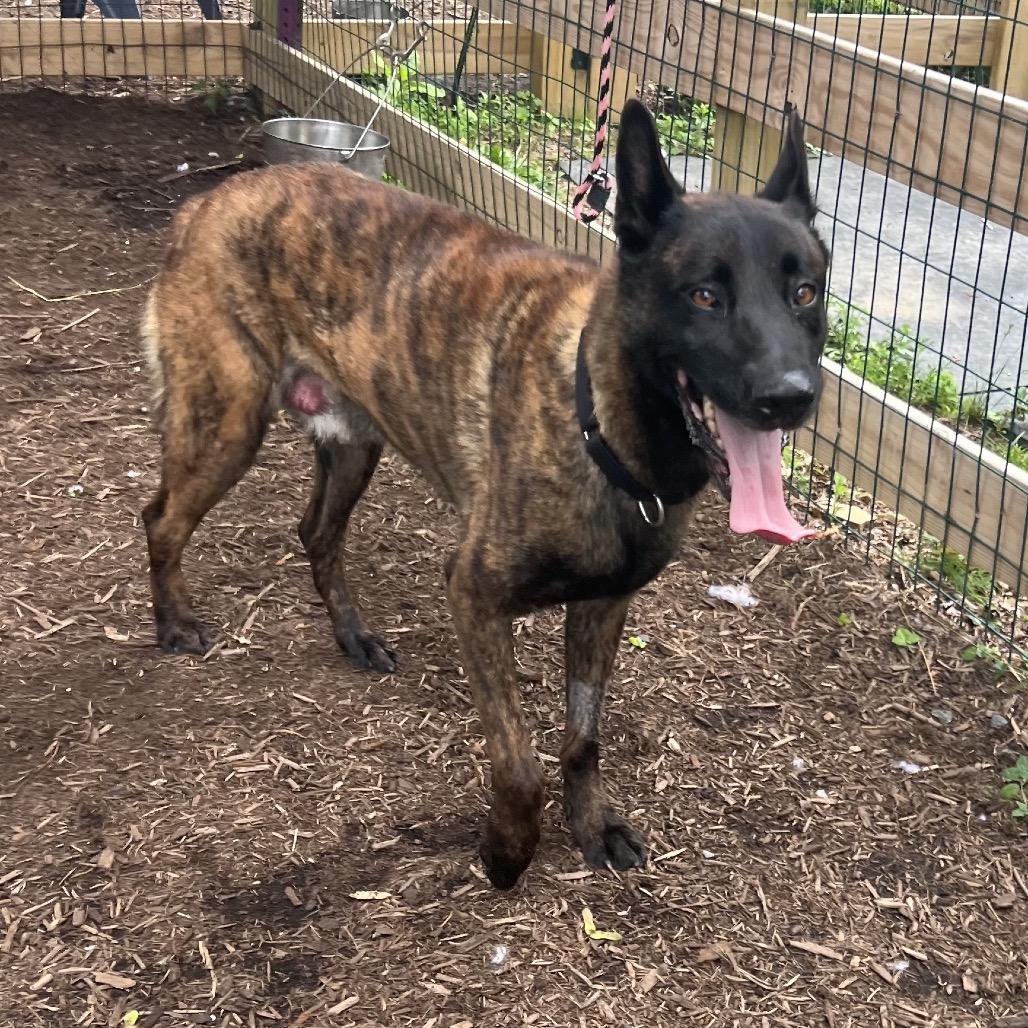 Enlarge Austin, a Adoptable Dutch Shepherd in Chester Springs, PA image 4/6