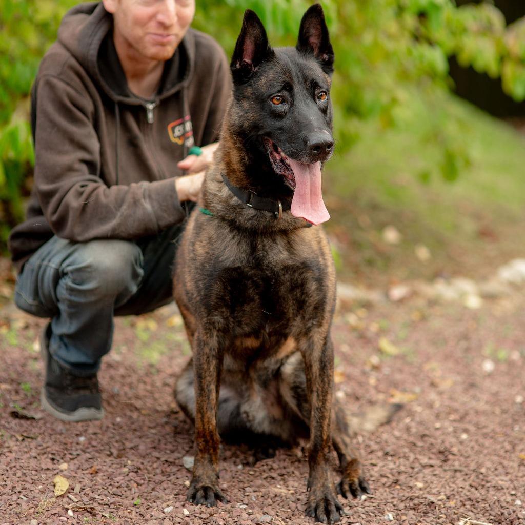 Enlarge Austin, a Adoptable Dutch Shepherd in Chester Springs, PA image 2/6