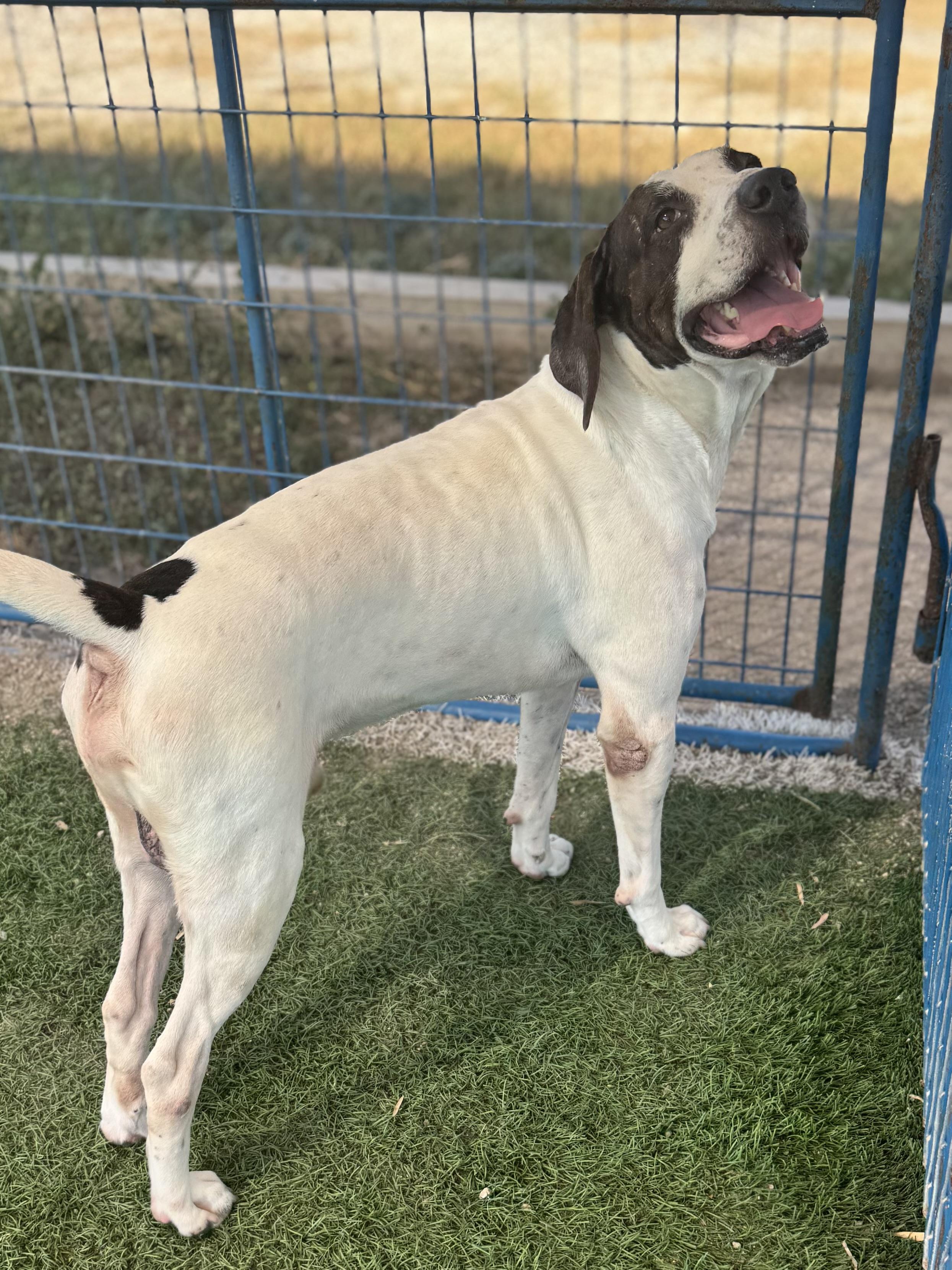 Enlarge Moose, a Adoptable mixed breed in Brigham City, UT image 5/5
