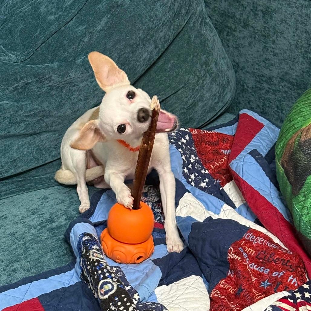 Nila Wafer, Adoptable, Young Female Chihuahua.