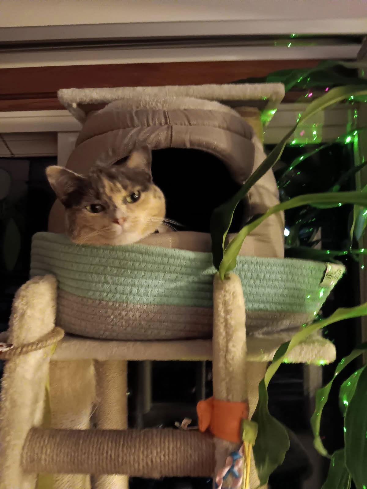 Marie, Adoptable, Young Female Domestic Short Hair.