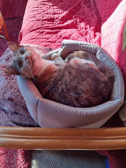 Enlarge Marie, a Adoptable Domestic Short Hair in Minneapolis, MN image 3/3