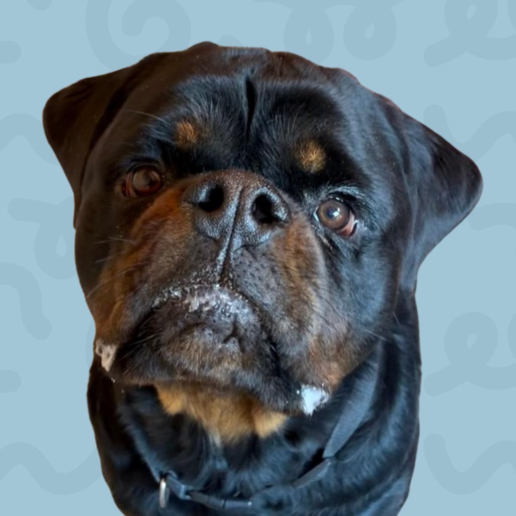 Rodney, Adoptable, Adult Male Rottweiler.
