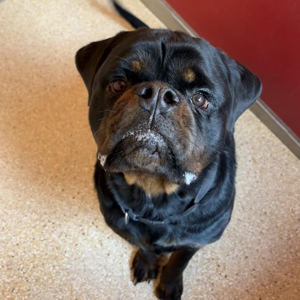 Enlarge Rodney, a Adoptable Rottweiler in Reno, NV image 2/3