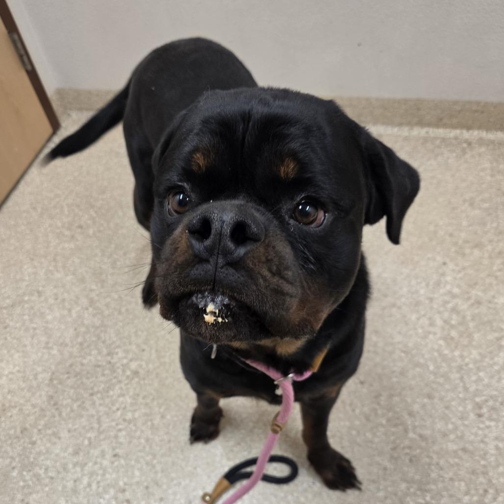 Enlarge Rodney, a Adoptable Rottweiler in Reno, NV image 3/3