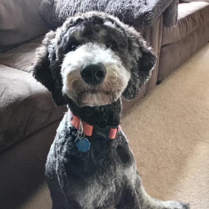 Enlarge Oliver(formerly Cascade), a Adoptable mixed breed in Brainerd, MN image 2/6