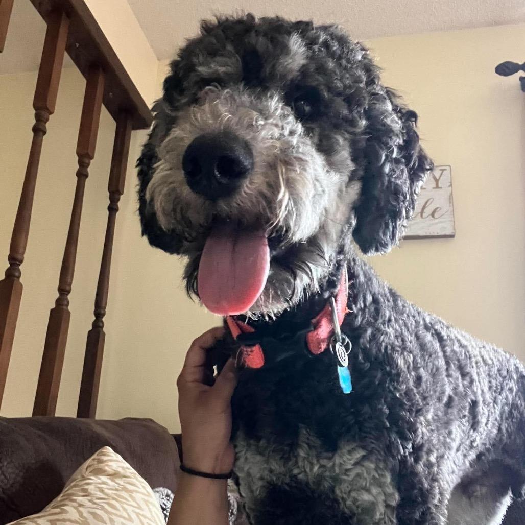 Enlarge Oliver(formerly Cascade), a Adoptable mixed breed in Brainerd, MN image 3/6