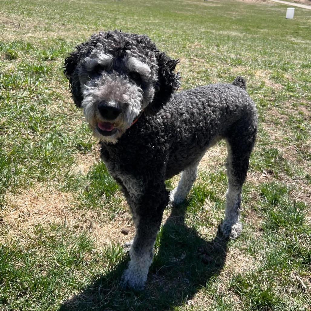 Enlarge Oliver(formerly Cascade), a Adoptable mixed breed in Brainerd, MN image 4/6