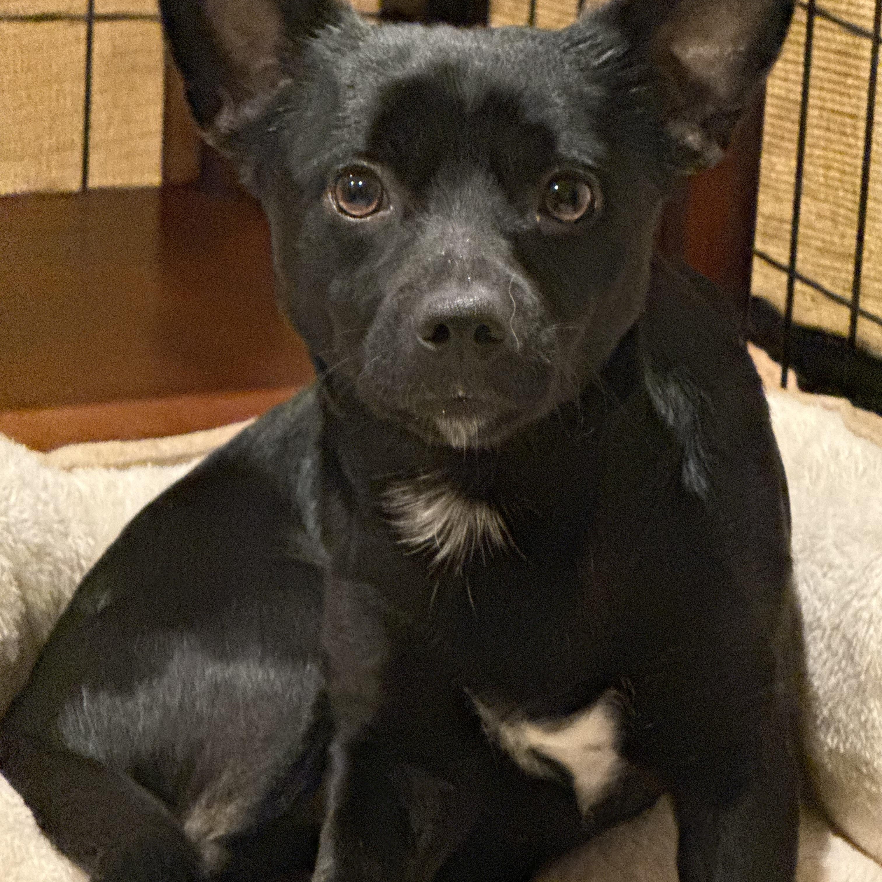 Enlarge Boomer, an adopted mixed breed in Chalfont, PA image 1/1