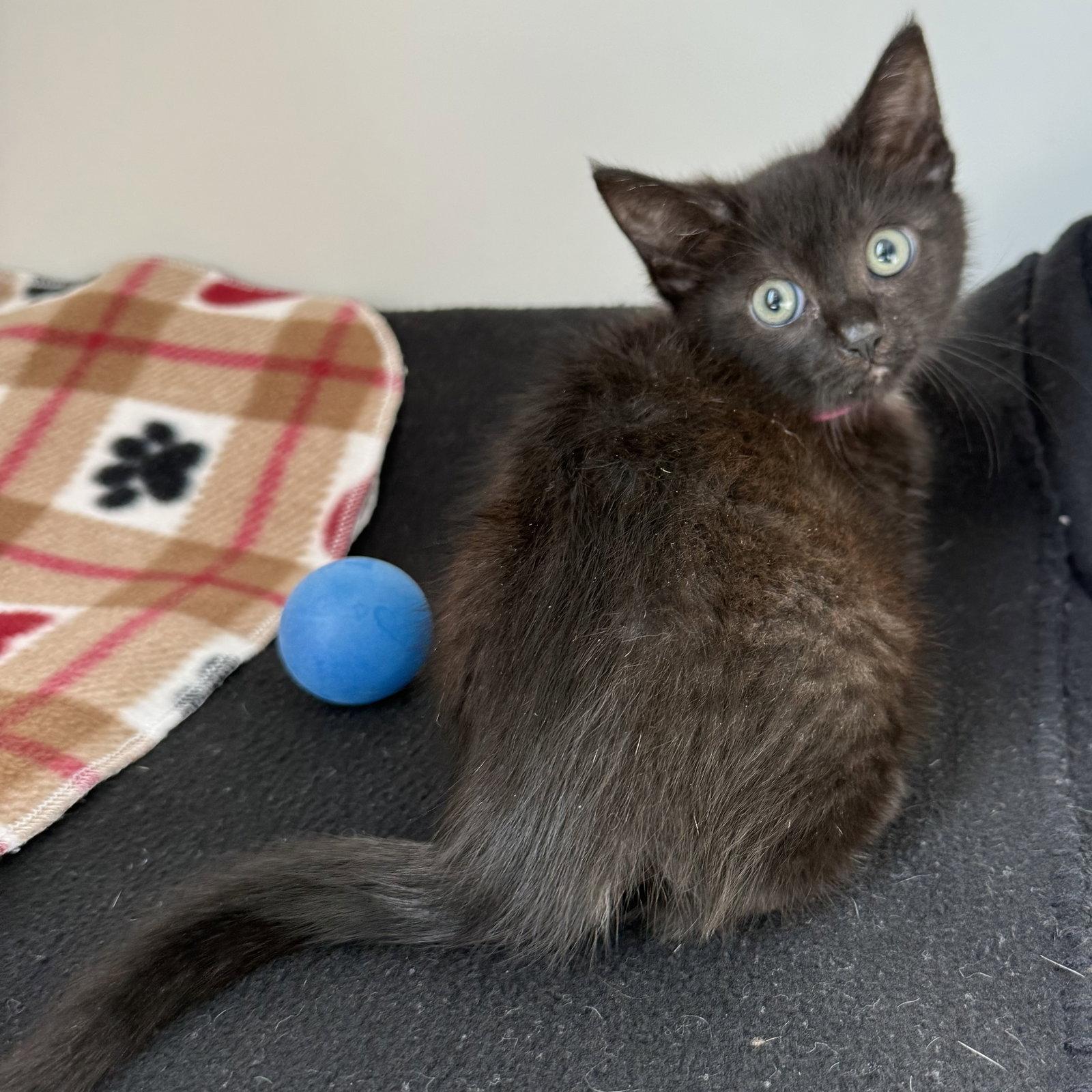 Enlarge Sage (bonded w/ Thyme), a Adoptable Domestic Short Hair in Oakland, CA image 1/2