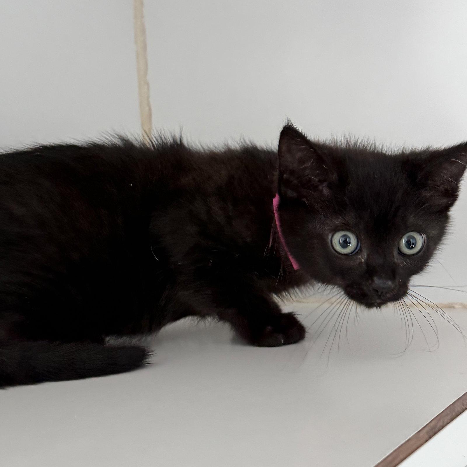 Enlarge Sage (bonded w/ Thyme), a Adoptable Domestic Short Hair in Oakland, CA image 2/2