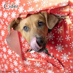 Cider, Adoptable, Young Male Shepherd & Mixed Breed.