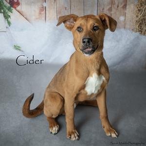 Cider, a Adoptable mixed breed in Ruidoso, NM image 2/3